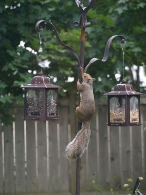 funny squirrel pictures. Funny squirrel.