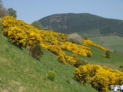 gorse_ofcourse.jpg